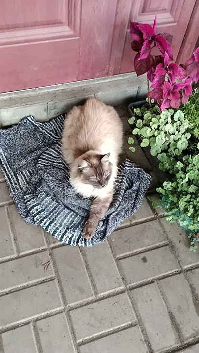 Дожди, сырость, мокрая земля и мои животные 😼😾😺 нашли себе место # ...