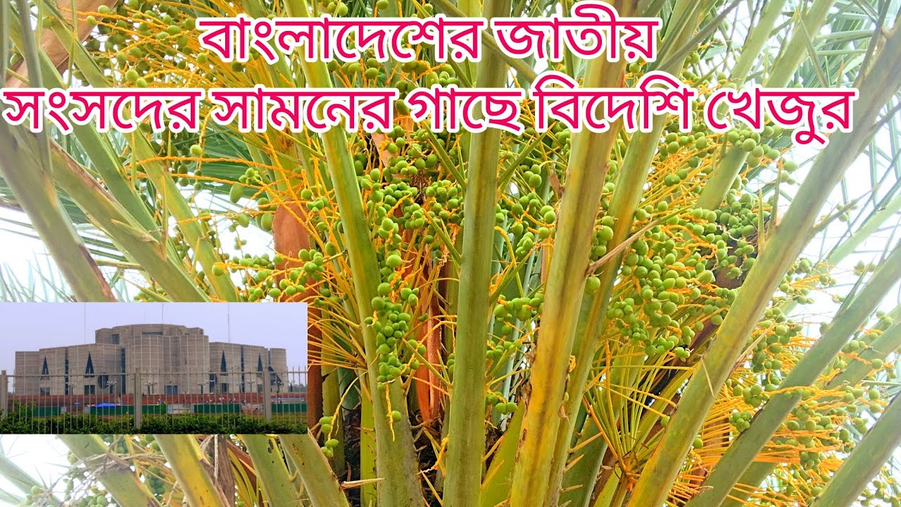 High Quality Dates In Bangladesh dates high-quality-dates-in-bangladesh-dates