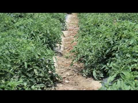 პომიდორი გორი სოფელი საქაშეთი