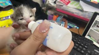 小奶貓學會吸吮自己吸奶瓶的一瞬間