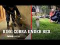 Balinese resident shocked to find 3 metre king cobra hiding under her bed