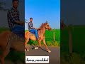 Horse  horse racing  horse riding  kathiyawadi horse  marwadi horse  horse jumping 