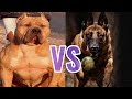 Belgian Malinois VS Pit Bull (2020)