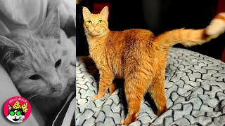 2 JI 365 - Carrot Top Miracle Kitten Survivor - 1 year later by Nine's Catudio 131 views 7 months ago 4 minutes, 48 seconds