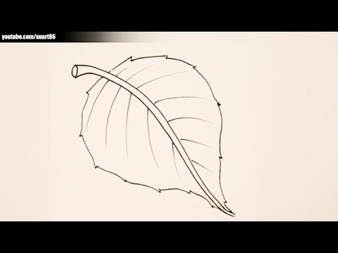 How to draw a leaf for kids - YouTube