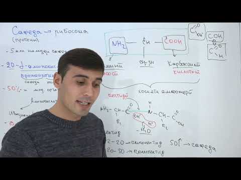 ТАРКИБИ ХИМИЯВИИ ХУЧАЙРА КИСМИ 2. САФЕДА ва АМИНОКИСЛОТАХО.