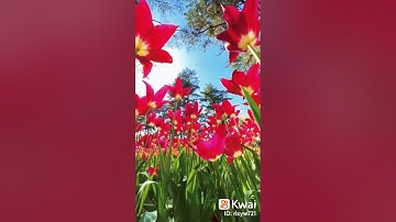 سوره يوسف القران الكريم  راحه نفسيه اللهم اجعل القرآن الكريم ربيع قلوبنا