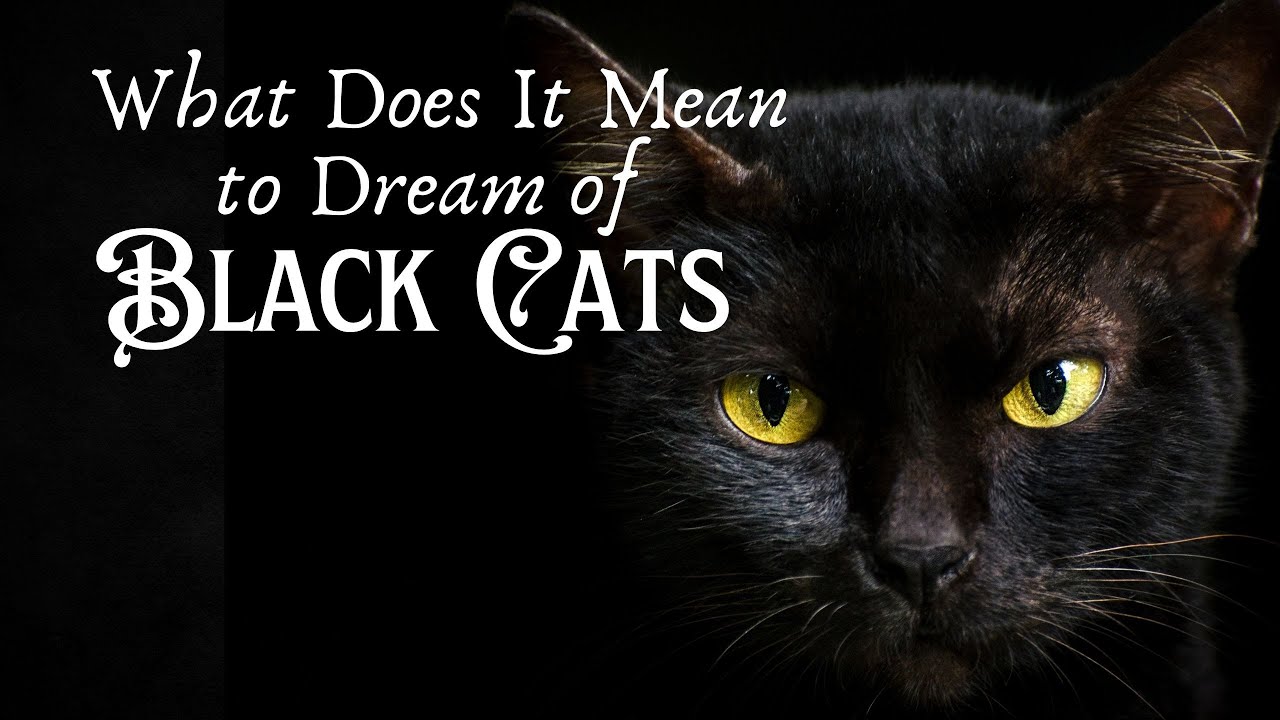 What Does Dreaming of a Black Cat Mean? - YouTube