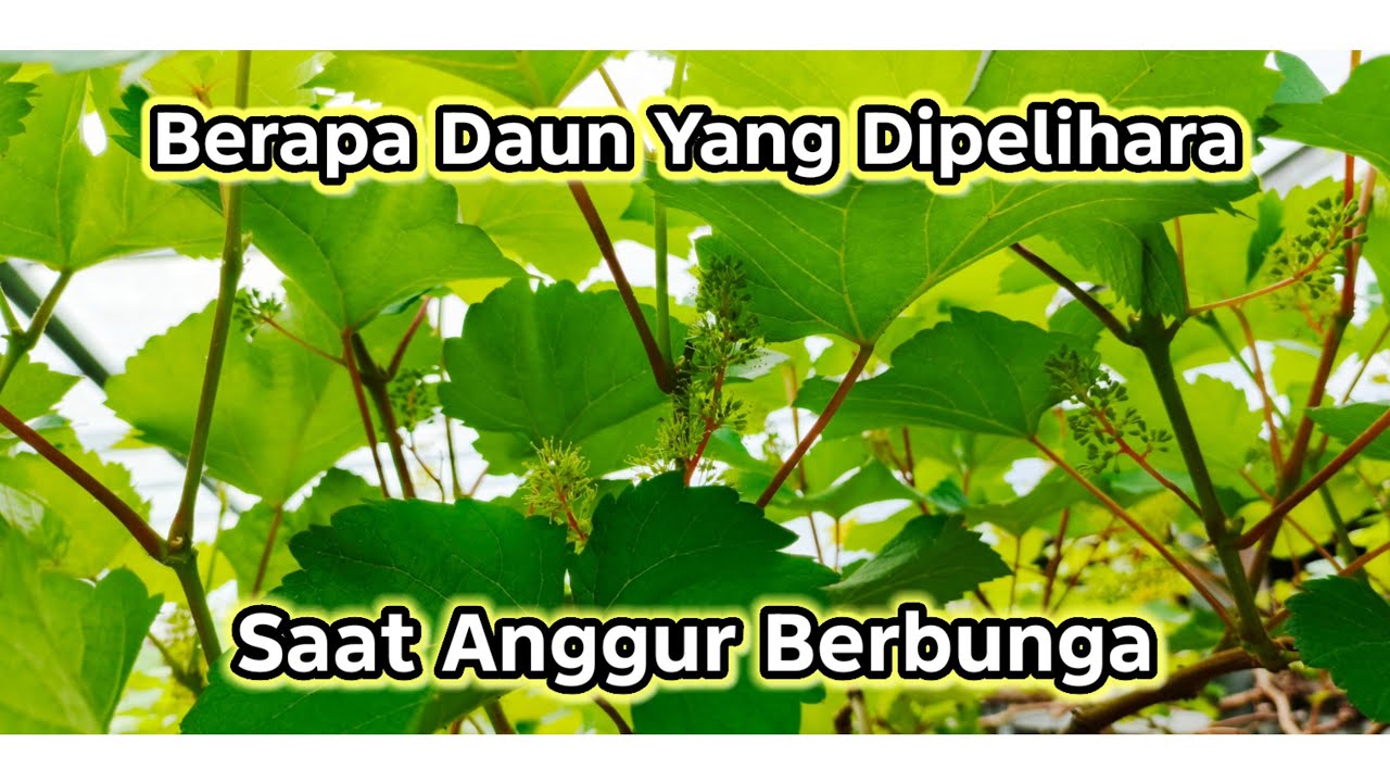 Berapa daun yang harus dipelihara Saat anggur berbunga