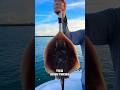 Danger Pancake #stingray #dangerzone #sealife