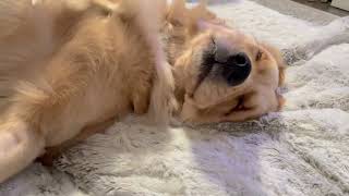 I want to be Comet in my next life #goldenretriever #dog #puppy #doglove 