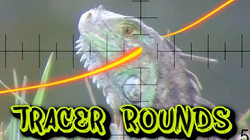 Iguana Hunting With Tracer Rounds | Head Shots