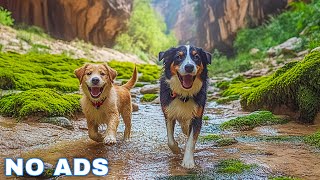 12 Hours of Dog TV for Dogs to Watch 🐶 Anti-Anxiety Video for Dogs Left Home Alone - Calm Dog Music