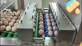 TD-102BP Automatic Egg Grading Packing Line 5000 Capacity