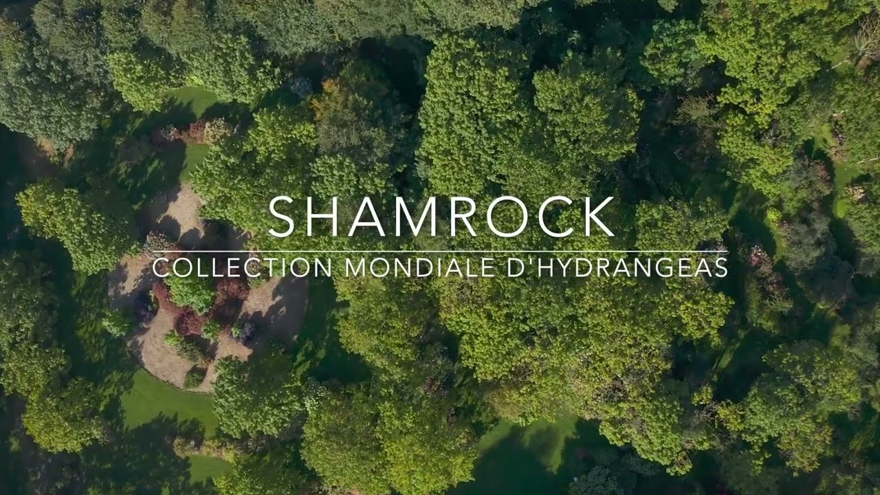 Shamrock Collection mondiale d'hydrangeas - 2022