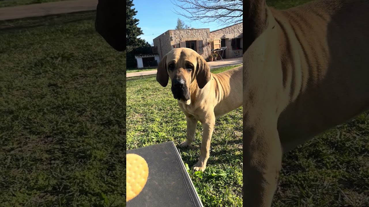 Fun with my dogs🐶🐕😍❤️❤️ 