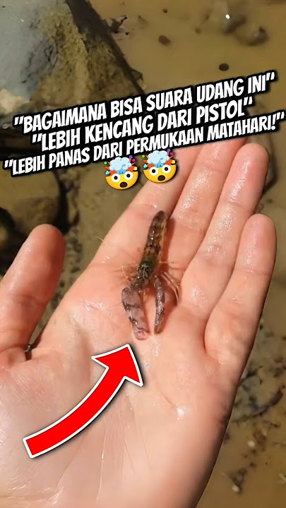 'Kenapa Suara Udang Pistol Bisa Lebih Kencang dari Senjata? 🤯' #faktaunik #shortvideo