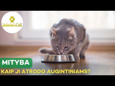 Video: Mirtazapino vartojimas šunims kaip apetito stimuliatorius