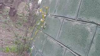Egg explosion slow motion
