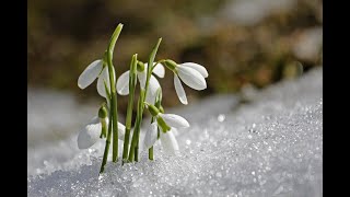 Frühling (Instrumental + Bilder) - PianoWithFriends screenshot 5