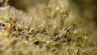 Ep 378 Mothers Day Special Blackberry Kush weed Strain Review hd 1080p smoke smoking sesh session