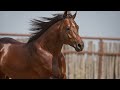 Stuart ranch quarter horses online sale 2022