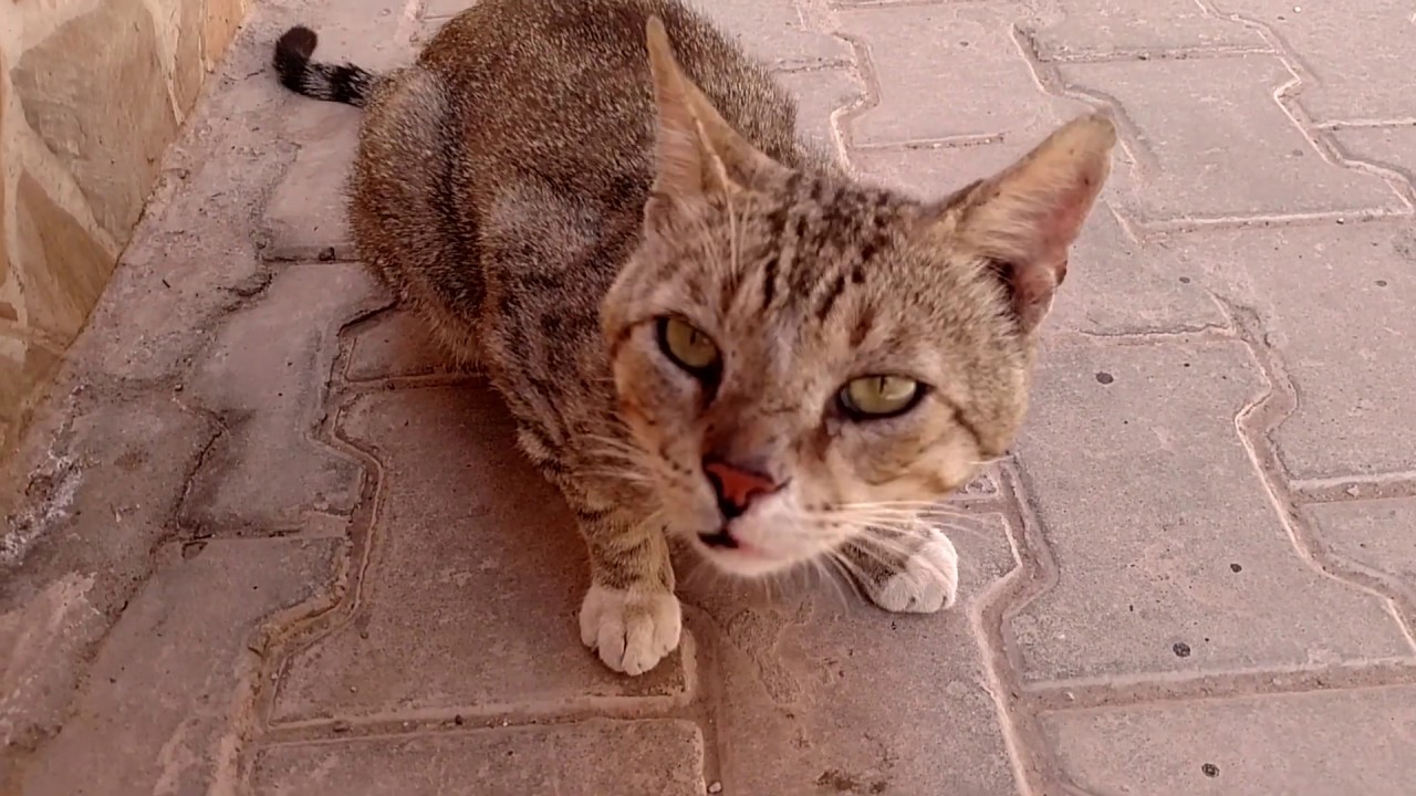 Old cat meowing from hunger reaction crying cat for food in