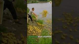 Savunmasız Yavru Ördekleri Neden Suya Atıyorlar? 🐣💧😢