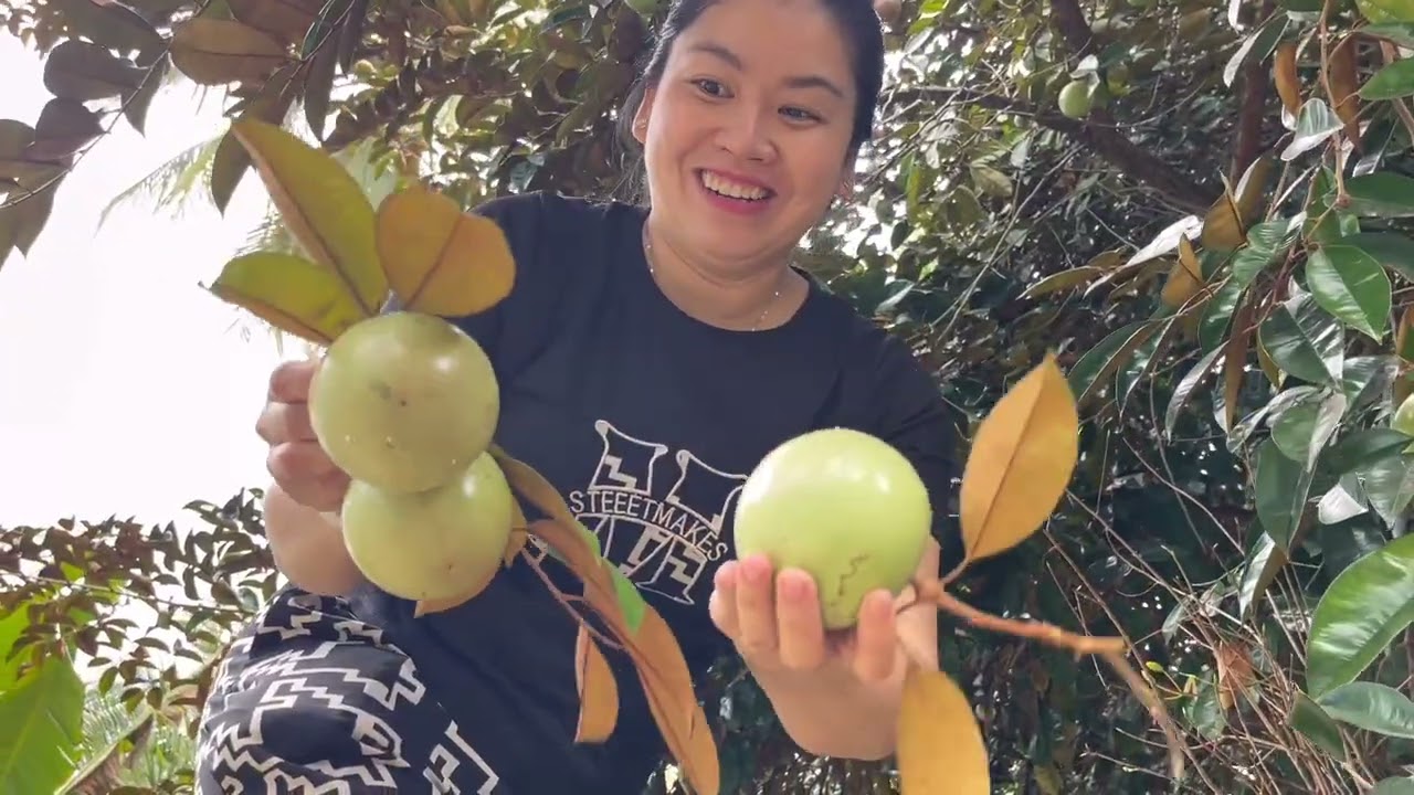 Thu Hoạch Vú Sữa Đầu Năm Và Thưởng Thức Món Bún Măng Vịt Của Ngoại Gửi Về |Atml