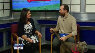 Adoptable Pet of the Week   Chemung County SPCA