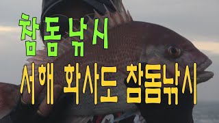 서해 화사도 참돔낚시