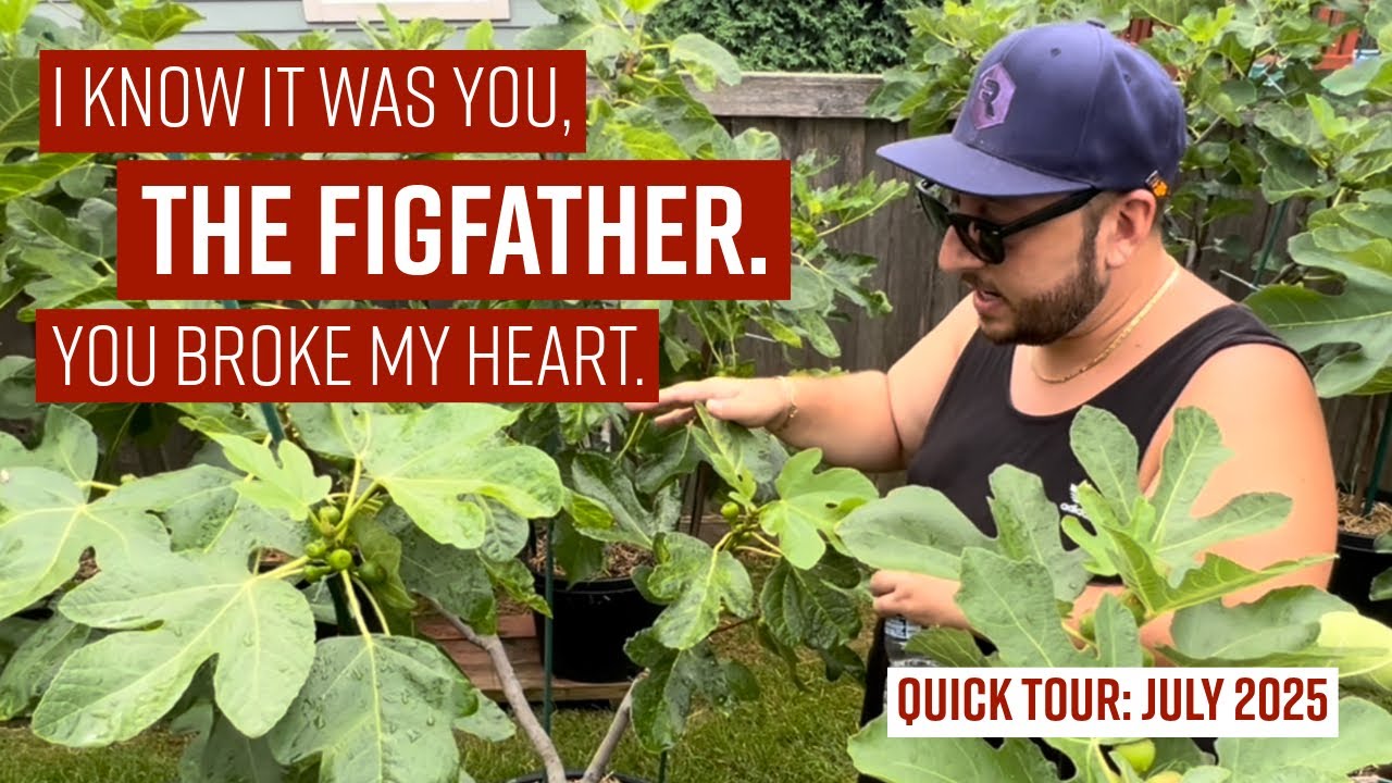 QUICK TOUR: THE FIGFATHER STOPS BY FOR A VISIT // July 2025 // #figs #gardening #organicfarming