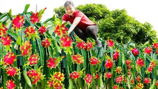 Harvest Seedless Dragon Fruit & Make dragon fruit jelly Goes to the market sell | Luyến - Harvesting