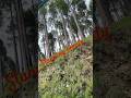 Stunning beauty of abbottabad #shorts #viral #trending #beauty #nature #shortsfeed