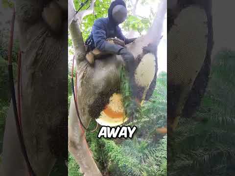 Bee Hive Removed With Hands