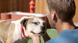 Brandon McMillan Rescues an Abused Dog | Lucky Dog