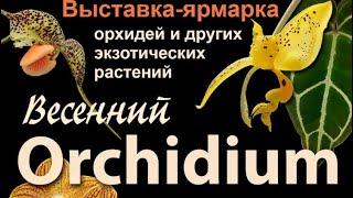 Весенний орхидиум 2026