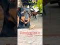 The pets got real crazy this week! 🫪💥watch the full video for more! #funny #pets #dog #gagreel