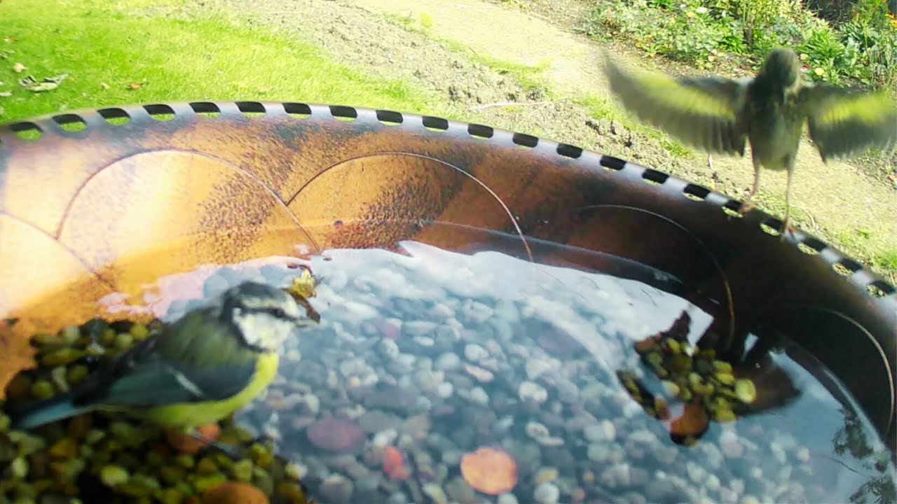 The Ultimate Bath For Birds: Blue Tit & Baby Goldfinch's Splash Zone! 💦