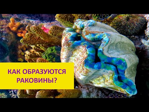 Видео: Как да си направим занаяти с морски раковини