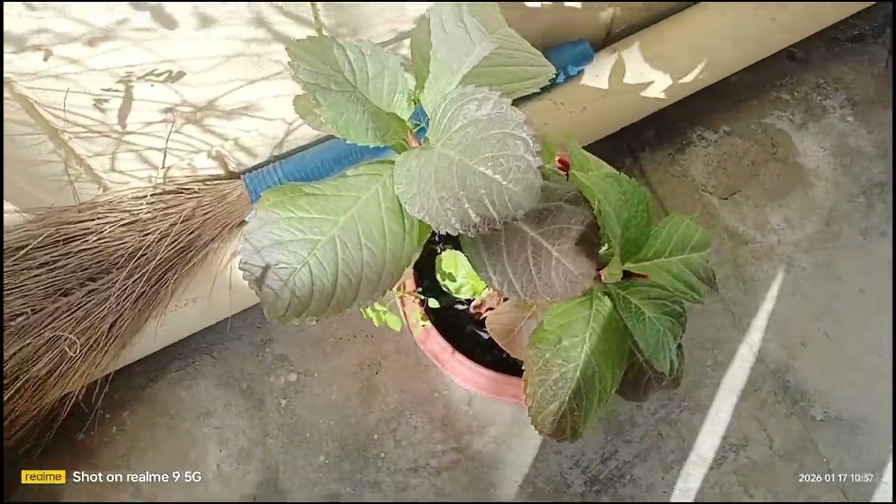 room wall paint | flower...