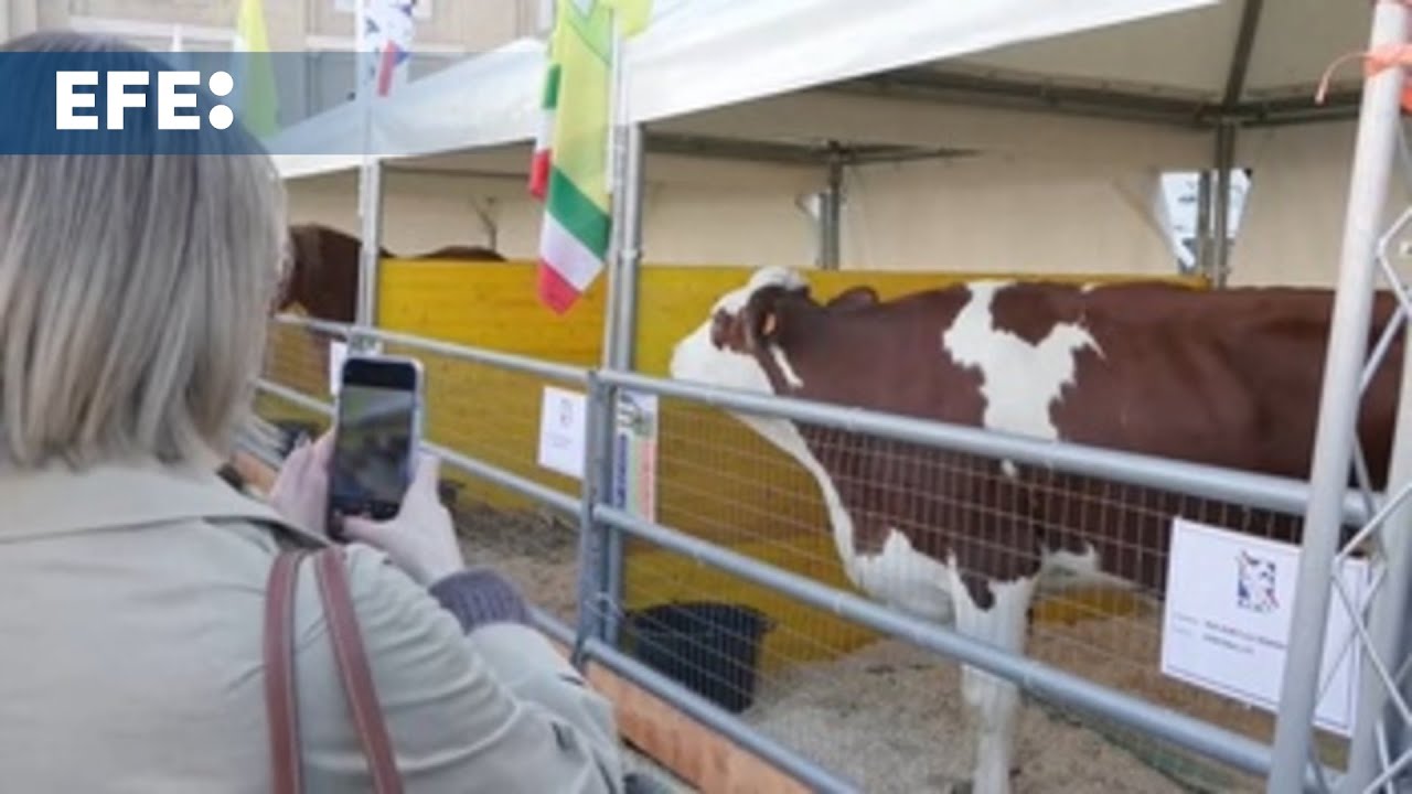 Los animales llegan ante el Vaticano por San Antón para reivindicar el campo