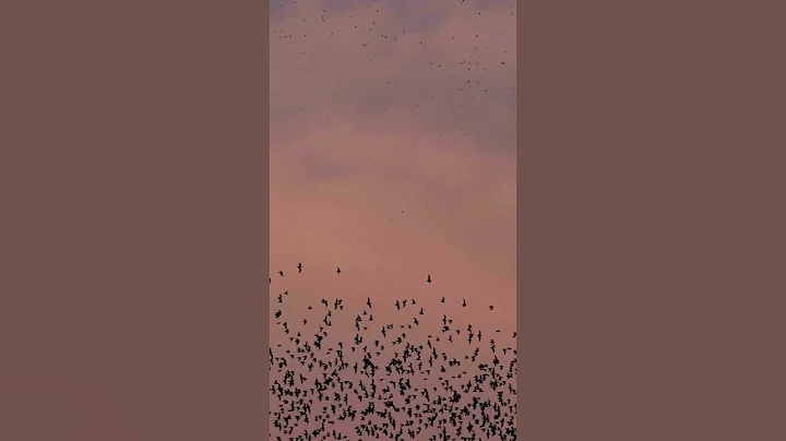 How Do Bats See in the Dark? #shorts #scienceeducation #earthscience #stem #educationalvideo