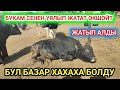 Бодо МАЛДЫН баасы АРЗАНДАДЫ // ЖАЙЛООГО кетишти