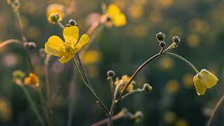 Golden Hour Meadow - Sony A7 III Short Cinematic | 4K