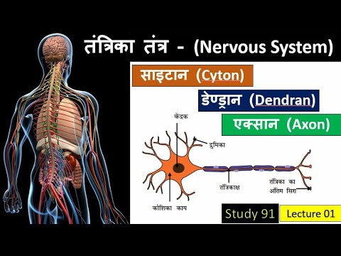 1.Nervous System ( तंत्रिका तंत्र )|Science GK|Biiology Classes|Study91|Nitin Sir