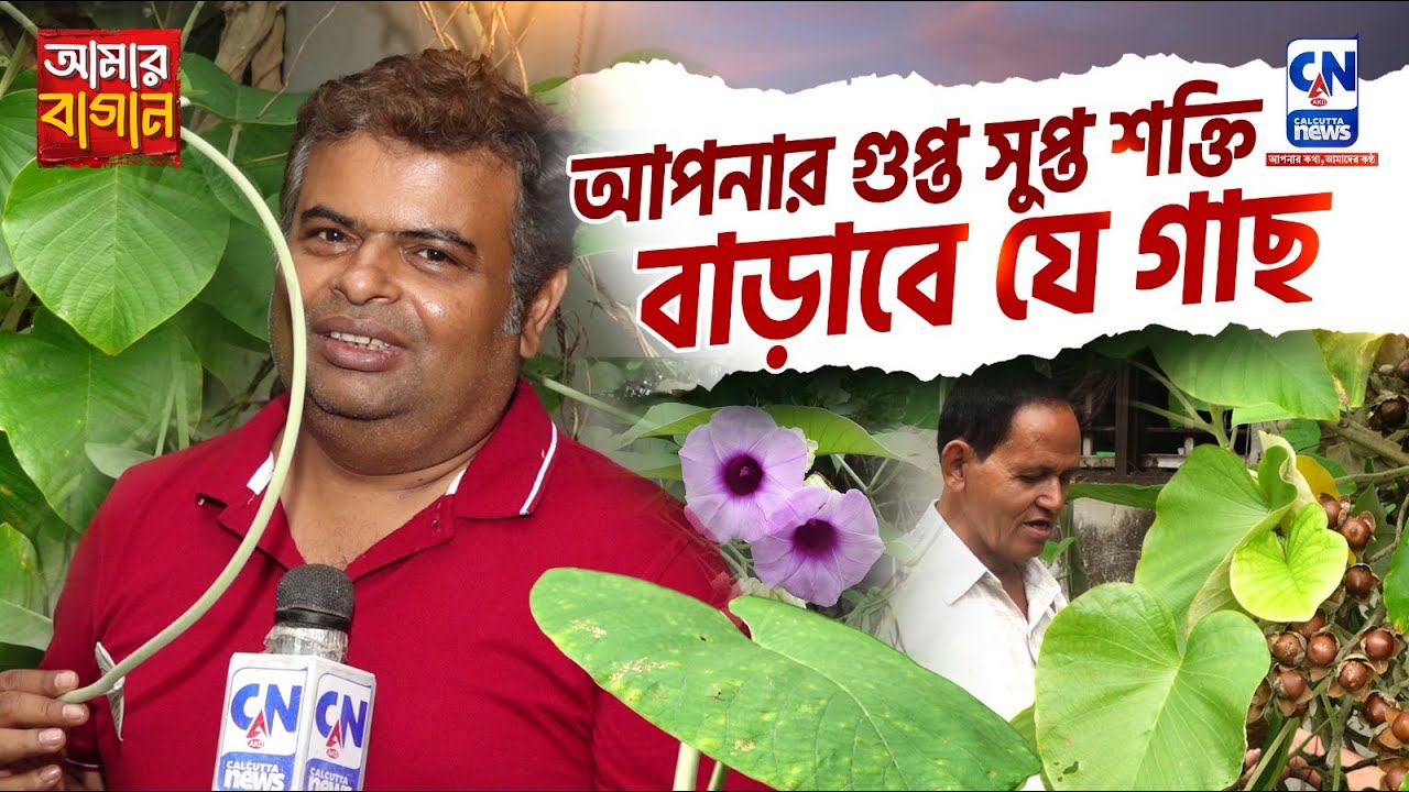 আপনার গুপ্ত সুপ্ত শক্তি বাড়াবে যে গাছ