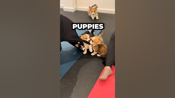 Puppies invade Yoga #shorts #puppies #yoga