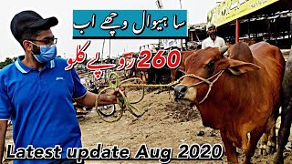 Eid Kay Bad KANDAY Kay Majaoda Rate - Latest Update Shahpur Kanjra Cow Mandi Lahore 2020 - Bakra eid