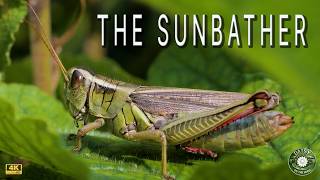 4K Macro Life: Grasshopper Basking on a Leaf
